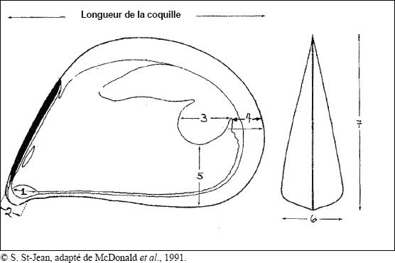Figure 9-12 : Impressions musculaires dans une coquille de Mytilus spp.