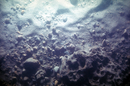 Underwater photo typical of the lakebed in the Lake Huron nearshore zone.