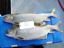 Trout specimens tagged for processing to be added to collection | Photo: Michael Keir (EC)