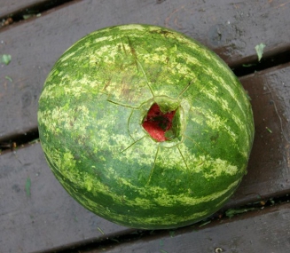 Hailstorm that has punctured a watermelon.