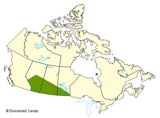 A map of Canada that shows areas of southern Alberta, Saskatchewan and Manitoba that first faced dry and then wet conditions.