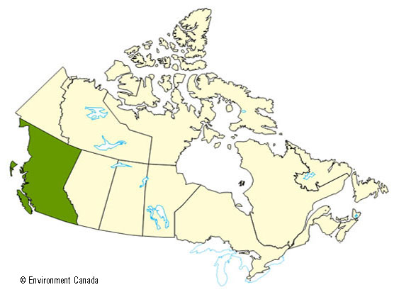 A map of Canada highlighting the province of British Columbia as having been the scene of some significant forest fires.