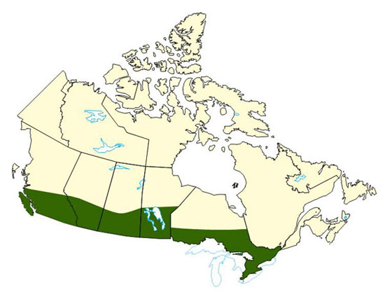 Map of Canada highlighting regions impacted by a series of hailstorm during the summer of 2008