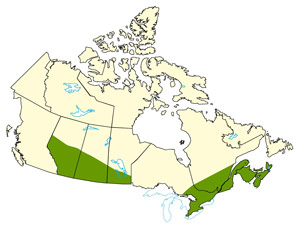 A map of Canada indicating regions of Alberta, Saskatchewan, Manitoba, Ontario, Quebec, New Brunswick and Nova Scotia with flooding during the growing season.